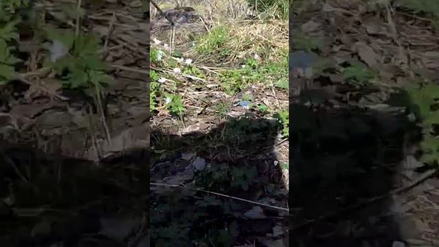 г.Большой Нургуш, Национальный парк Зюраткуль смотреть онлайн