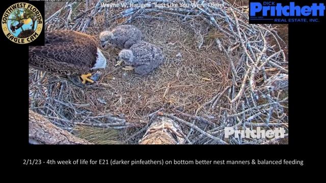 American Bald Eagles two Eaglets first 8 weeks of Life смотреть онлайн