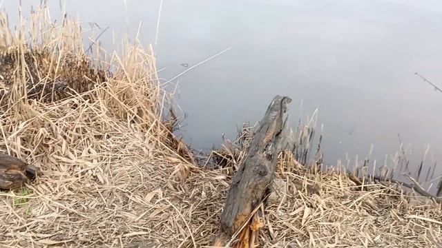 рыбалка 2023 на карпа, ура сезон открыт смотреть онлайн