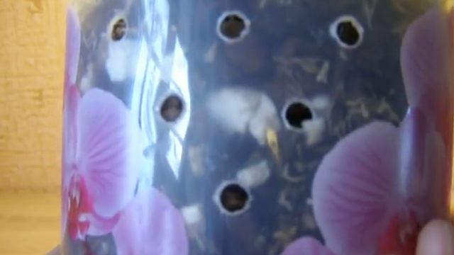 Орхидея "Мультифлора". Что делать с деткой? смотреть онлайн