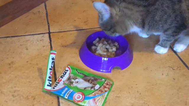 Kitekat vs Darsi смотреть онлайн