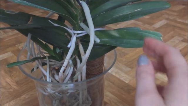 Ванда Pachara Delight новая опора для ванды смотреть онлайн