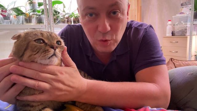 ШОТЛАНДСКИЙ ВИСЛОУХИЙ КОТ это один БОЛЬШОЙ ПЛЮШЕВЫЙ ПЛЮС без минусов смотреть онлайн
