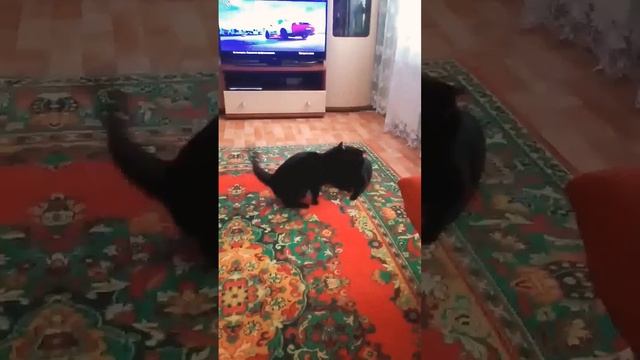 Черные коты приносят удачу! смотреть онлайн