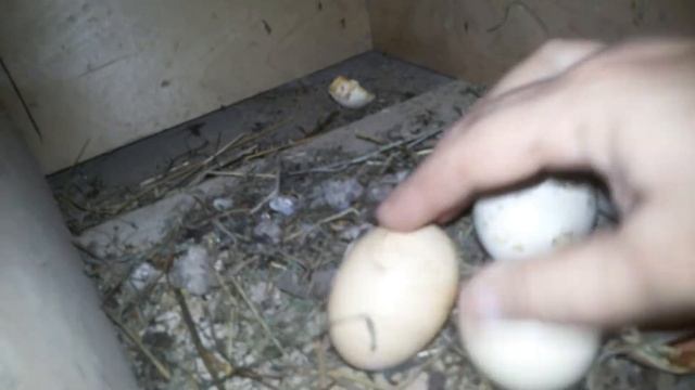 Обзор хозяйства. Осение цыплята. Курица высидела цыплят./17 сентября 2017 г.(3) смотреть онлайн