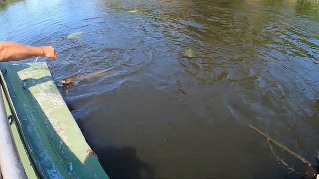 РАЗДАЧА ЗДОРОВЫХ ЖЕРЕХОВ И ЩУКИ. ТО ЛИ РЫБЫ, ТО ЛИ КОНИ. Тейл спинет hurricane во всей красе. смотреть онлайн