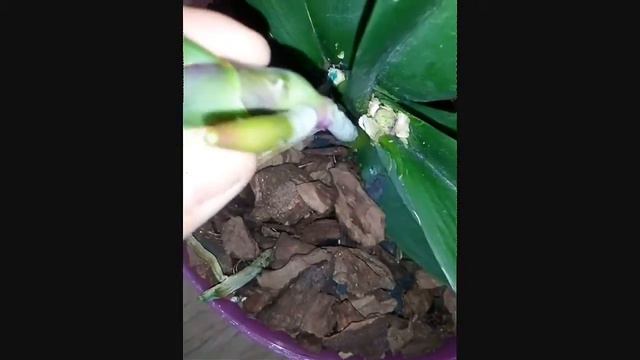 Орхидея.Отделяем детку смотреть онлайн