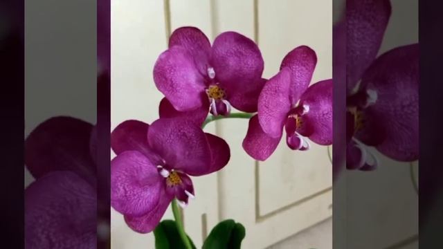 Видео Орхидеи из фарфора смотреть онлайн