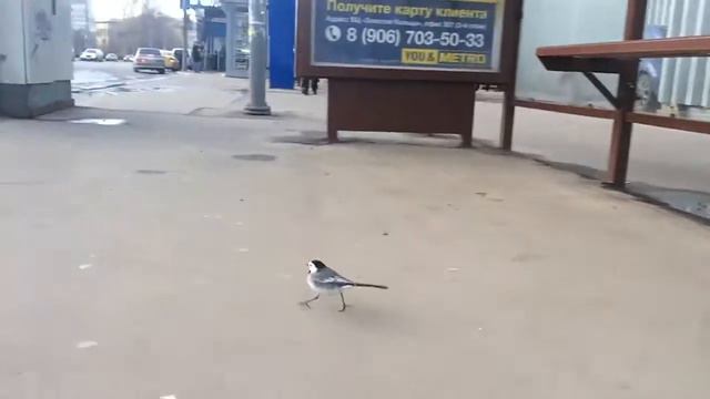 Птички птички, птички, птички, кто такие птички? смотреть онлайн