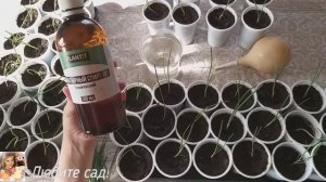 Чем подкормить рассаду ЛУКА ЭКСИБИШЕН  Нашатырь ОЧЕНЬ ХОРОШАЯ ПОДКОРМКА