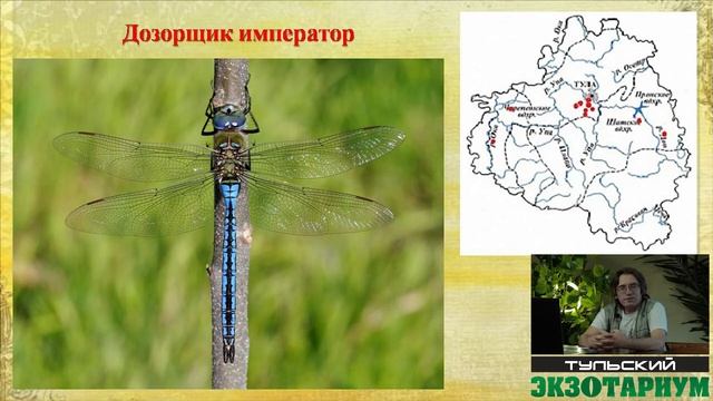 КРАСНАЯ КНИГА ТУЛЬСКОЙ ОБЛАСТИ. ЩЕКИНСКИЙ РАЙОН. смотреть онлайн