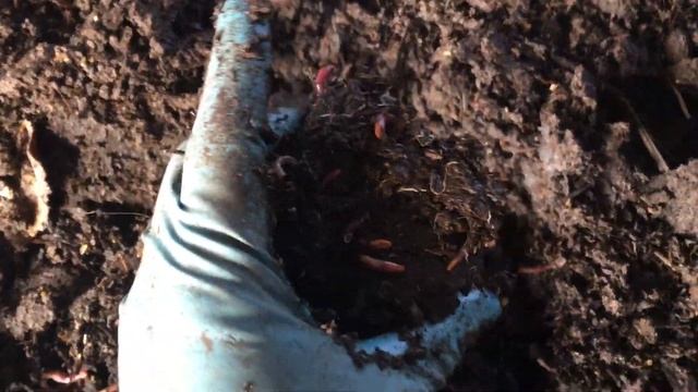 Выращивание калифорнийского червя (ККЧ) 22.01.2019 ч.1 смотреть онлайн