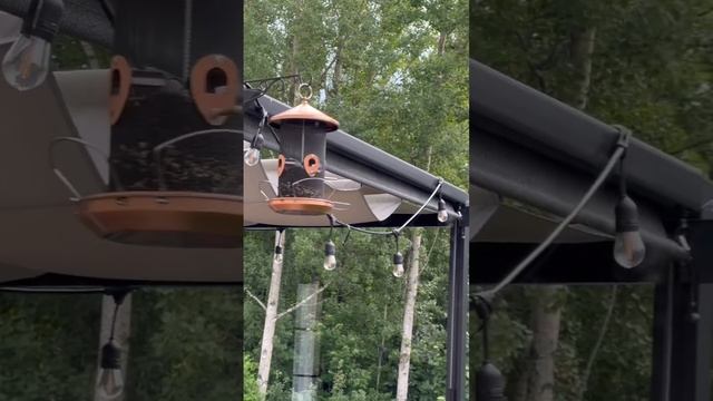 Голубая сойка в Канаде!! ?? смотреть онлайн