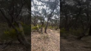 Золотая лихорадка в Австралии, штат Виктория