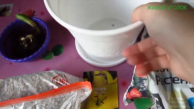 ВЫРАЩИВАЮ ЛИЛИЮ В ДОМАШНИХ УСЛОВИЯХ/ЛИЛИЯ ЧЕПЕЦКАГРОХИМ/АМАТИ
