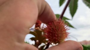 Стоит ли опасаться клещевины?