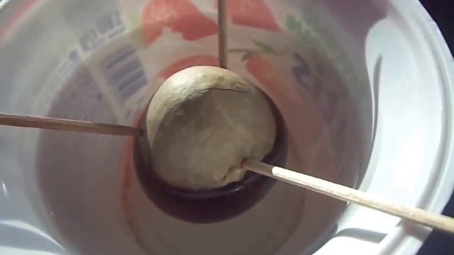 Авокадо в Сибири часть первая смотреть онлайн