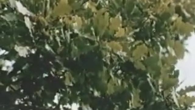 Смешанные леса смотреть онлайн