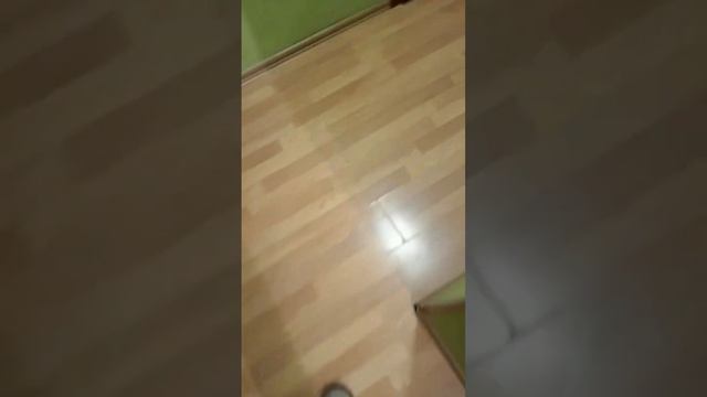 после прогулки в душ после сушим феном 😂#йоркширскийтерьер #йорк #собака #фен смотреть онлайн