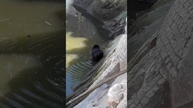 Выдра - маленькая, чёрная, аккуратная смотреть онлайн