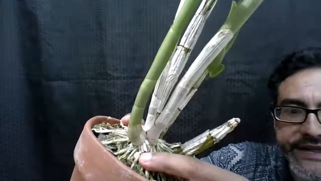 Root Damage on cane dendrobium смотреть онлайн