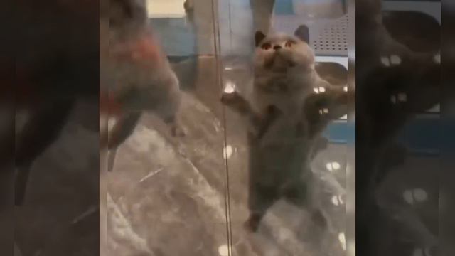 Веселые коты 😺😺😺