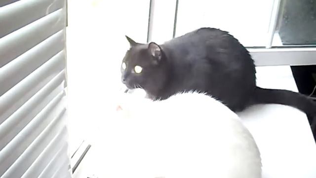 котэ паникует смотреть онлайн