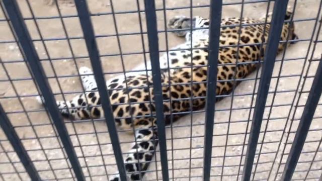Сходили в минский зоопарк смотреть онлайн