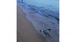 Огромная чайка