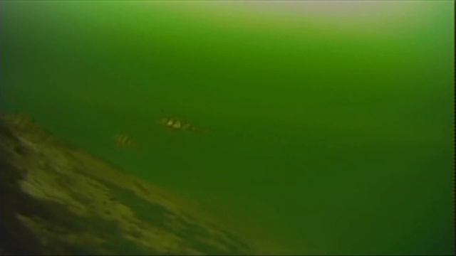 Veealune kaamera "Murena" Praktik kajaloodi tootjalt. смотреть онлайн