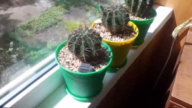 Цветущие Кактусы - Как Кактус начинает цвести - КАКТУСЫ дома у Федора смотреть онлайн
