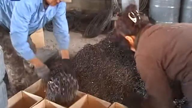 Шымкентте шеге шығарылады смотреть онлайн