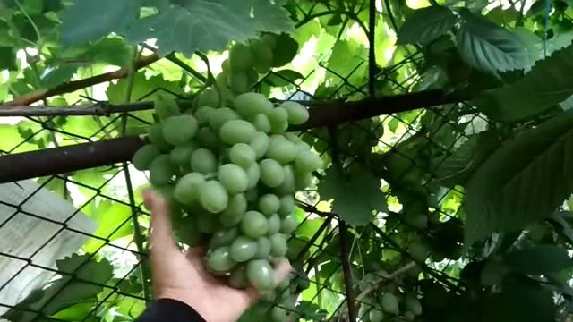 виноград подарок запорожья смотреть онлайн