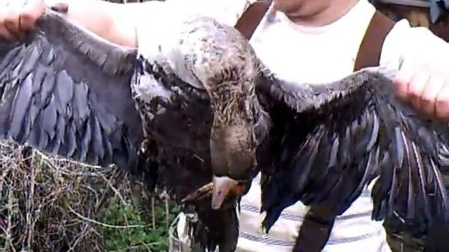 Охота на гуся (апрель 2012г. Рязанская обл.) смотреть онлайн