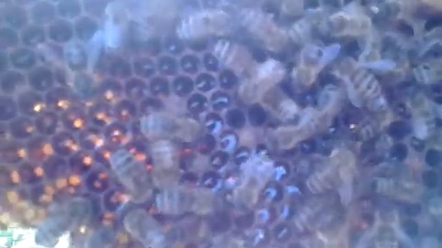 Результат изоляции матки при отсутствии взятка. смотреть онлайн