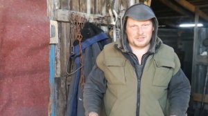 Тимпания рубца и вздутие у крс. Первая помощь и лечение.