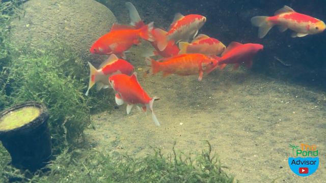 Goldfish Fish Pond UpGrade Revisited Fishpond Care UK смотреть онлайн