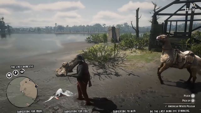 RDR2 Pelican Locations (Exotic Bird Meat) Red Dead Online смотреть онлайн