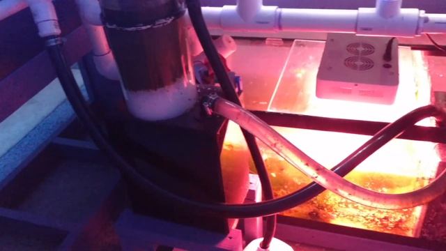 Reef Aquarium Update 4/9/2017 смотреть онлайн