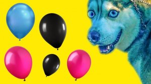 ВЫБЕРИ ПРАВИЛЬНЫЙ ШАРИК ЧТОБЫ ВЫЖИТЬ (Хаски Бандит) Говорящая собака