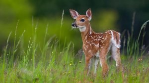 The Green Leaves of Summer  - Ennio Morricone  -  Зеленые листья лета