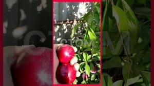 диплоидная слива 'Руби Кранч'