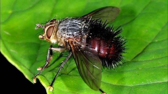 Даёшь природные методы борьбы с вредителями! смотреть онлайн