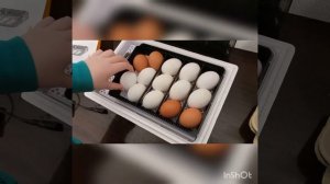 Инкубация магазинных куриных яиц.