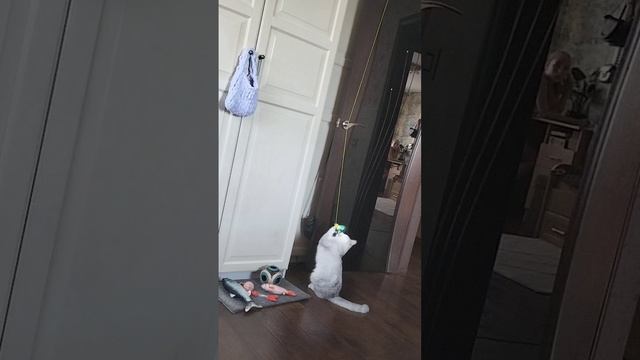 Новая игрушка британской шиншиллы