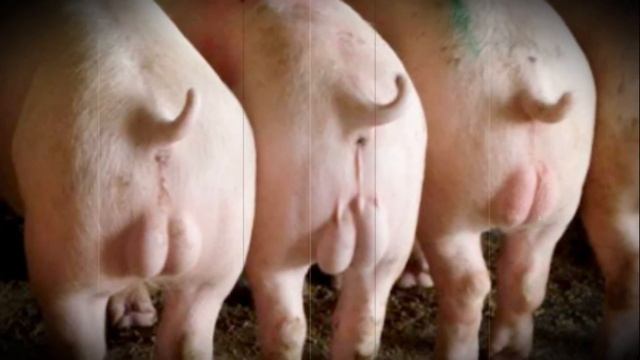 Чем отличаются между собой боров и хряк смотреть онлайн