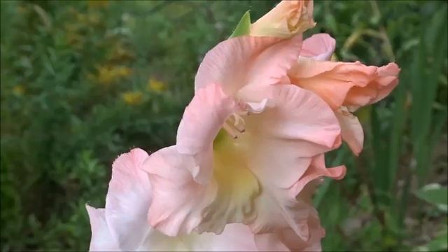 The Canadian Monarch and Butterfly Association Summer & Autumn, 2020 смотреть онлайн