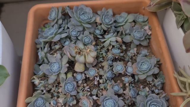 Huzur Dolu Çok Sevimli Bir Ortam, ÇİÇEKLİ BALKON'dayız смотреть онлайн