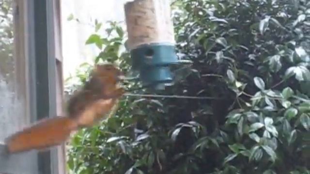 Interstellar Meme. Squirrel Try To Dock 2'27'' смотреть онлайн