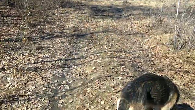 Березовый сок. Вышел проверить смотреть онлайн